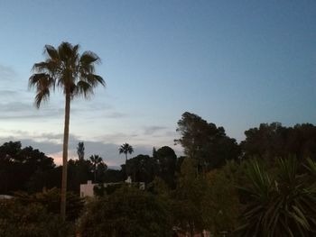 Low angle view of coconut palm trees against sky