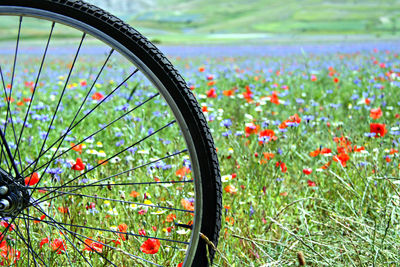 Close-up of flowering plants by bicycle wheel