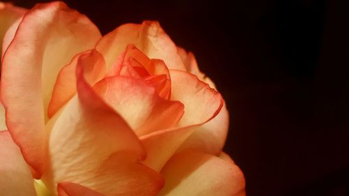 Close-up of rose against black background