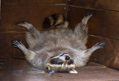 Raccoon lying upside down against wood
