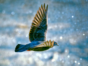 Close-up of bird flying against sky