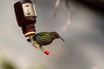 Close-up of bird perching