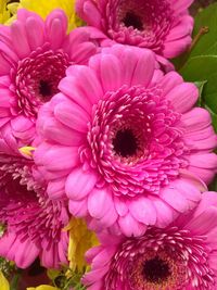 Close-up of pink flowers