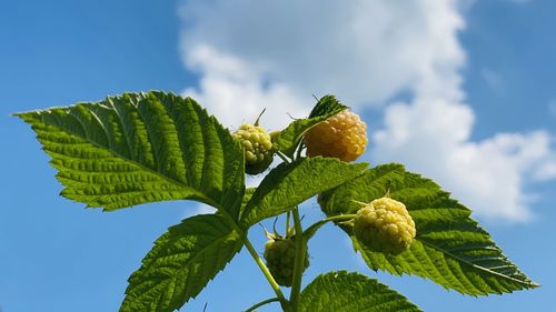 Low angle view of fruit growing on tree against sky