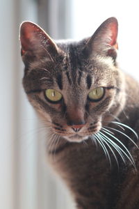 Close-up portrait of a cat