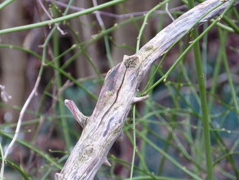 Close-up of lizard on tree