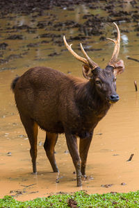 Deer standing on field