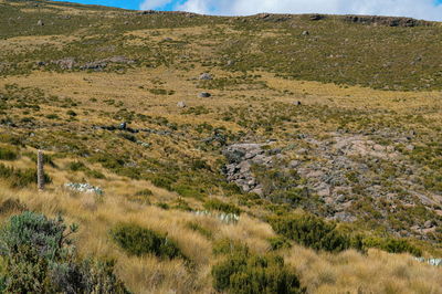 High altitude moorland of mount kenya, mount kenya national park, kenya