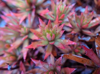 Full frame shot of succulent plant