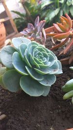 Close-up of succulent plant