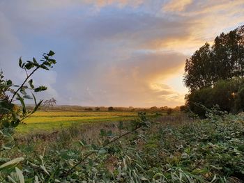 Scenic view of field against sky during sunset