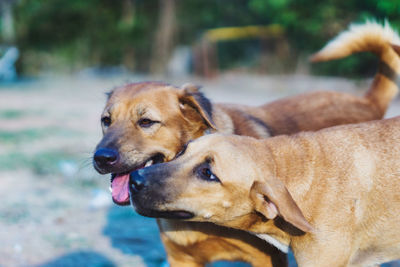 Close-up of dog looking away