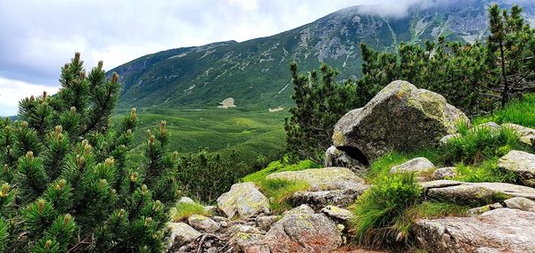 Plants growing on rock against sky