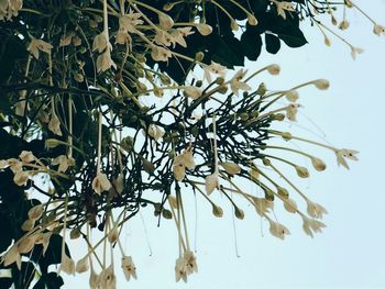 Low angle view of flowers