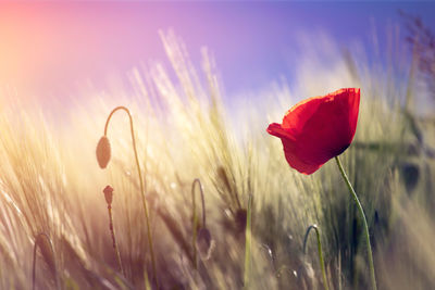 Close-up of red poppy flower on field against sky