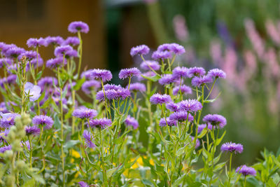 Close-up of purple flowering plants on field