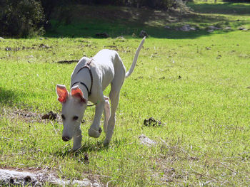 Dog on field