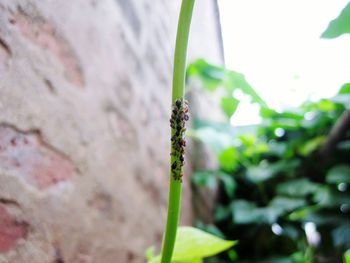 Close-up of plant growing outdoors