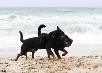 Dog standing at beach