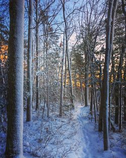 Bare trees in forest during winter