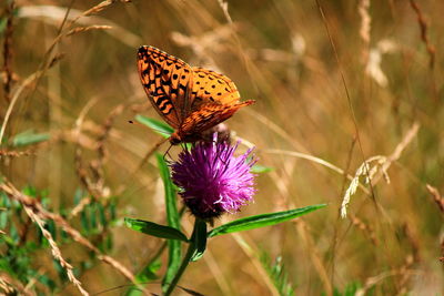 Close-up of butterfly pollinating on purple flower