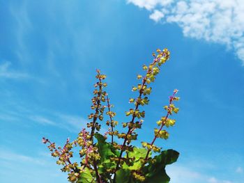 Low angle view of flowering plant against blue sky