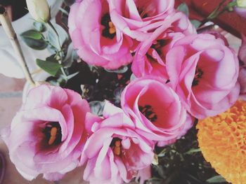 Close-up of pink flowers