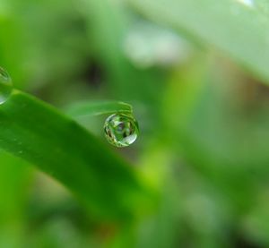 Close-up of water drop on leaf