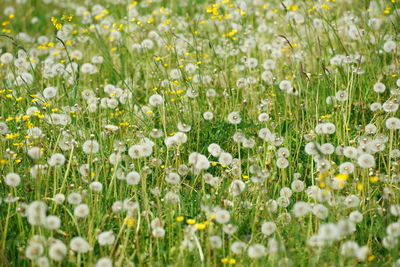 Close-up of white flowers in field