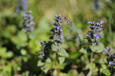 Close-up of insect on purple flowering plant