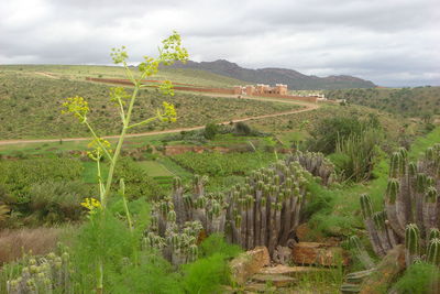 Scenic view of vineyard against sky