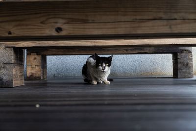 Portrait of cat sitting on floor