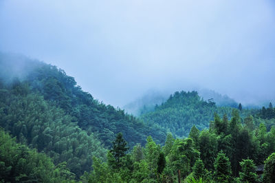 Trees in forest against sky