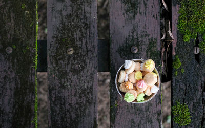 Close-up of flowers on tree trunk