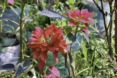 Close-up of pink flowering plants