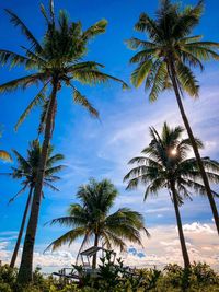 Low angle view of coconut palm trees against sky