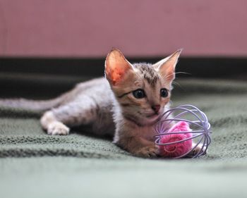 Close-up portrait of a kitten