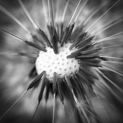 Close-up of dandelion