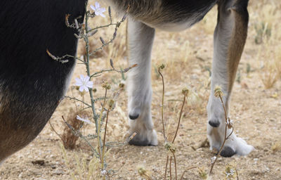 Bird standing on field