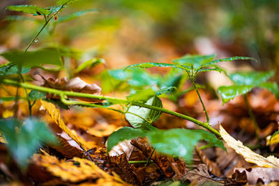 Close-up of lichen growing on field