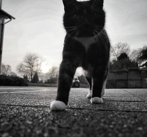Portrait of cat against sky