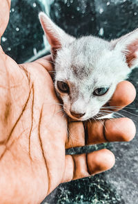 Close-up of hand holding kitten