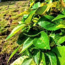 Close-up of green leaves