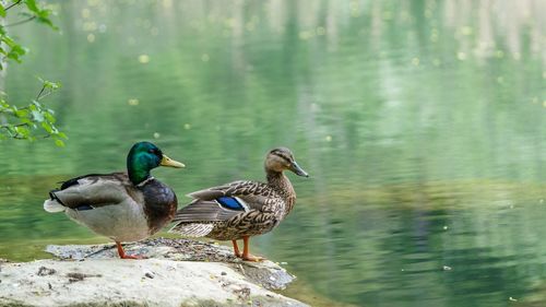 Birds in a lake