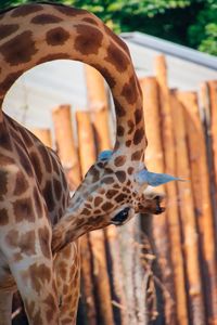 Close-up of giraffe