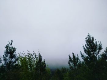 Low angle view of trees against clear sky