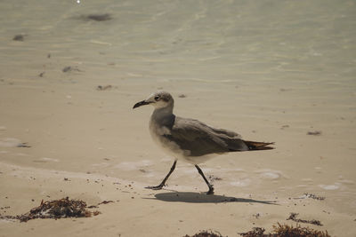 Seagull perching on a beach