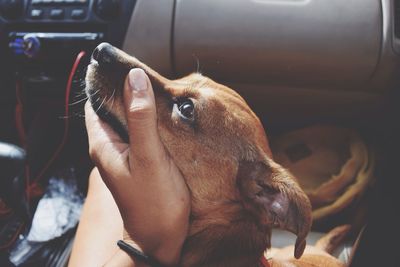 Close-up of dog