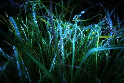 Close-up of wet grass on field