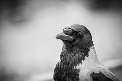 Close-up of bird